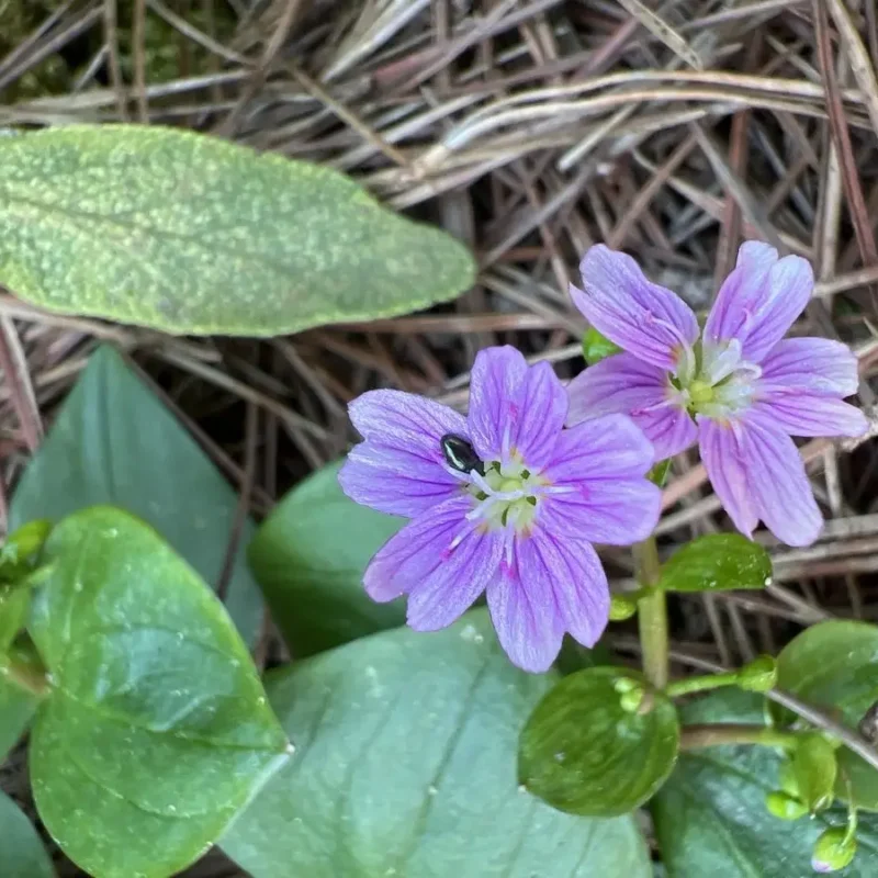 Claytonia sibirica – Claytone de Sibérie