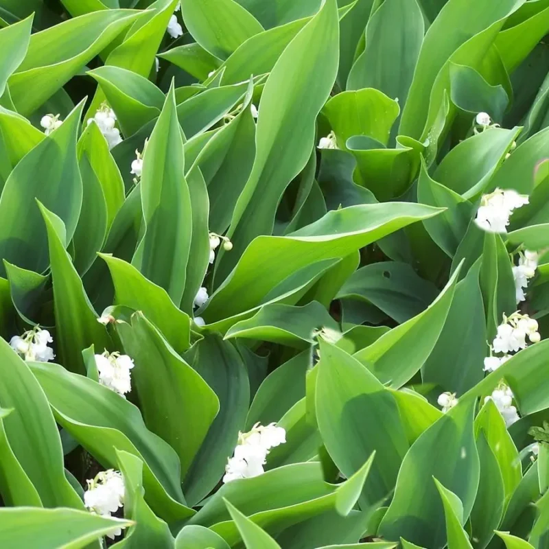 Convallaria majalis – Muguet
