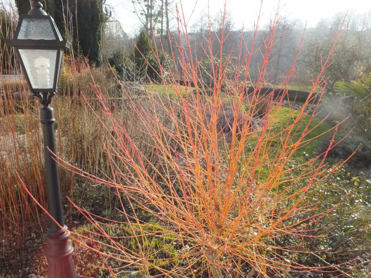 Cornus sanguinea 'Winter Beauty'