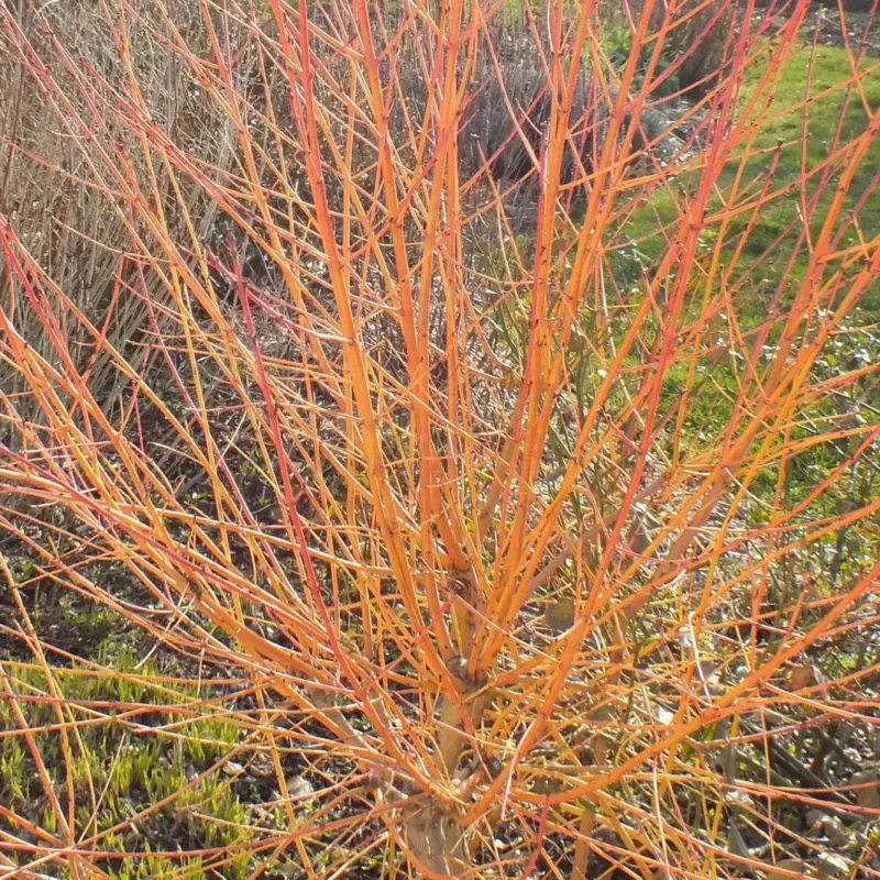 Cornus sanguinea &lsquo;Winter Beauty&rsquo;