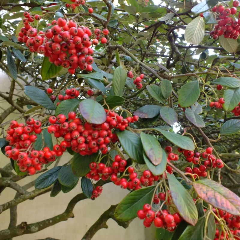 Cotoneaster lacteus