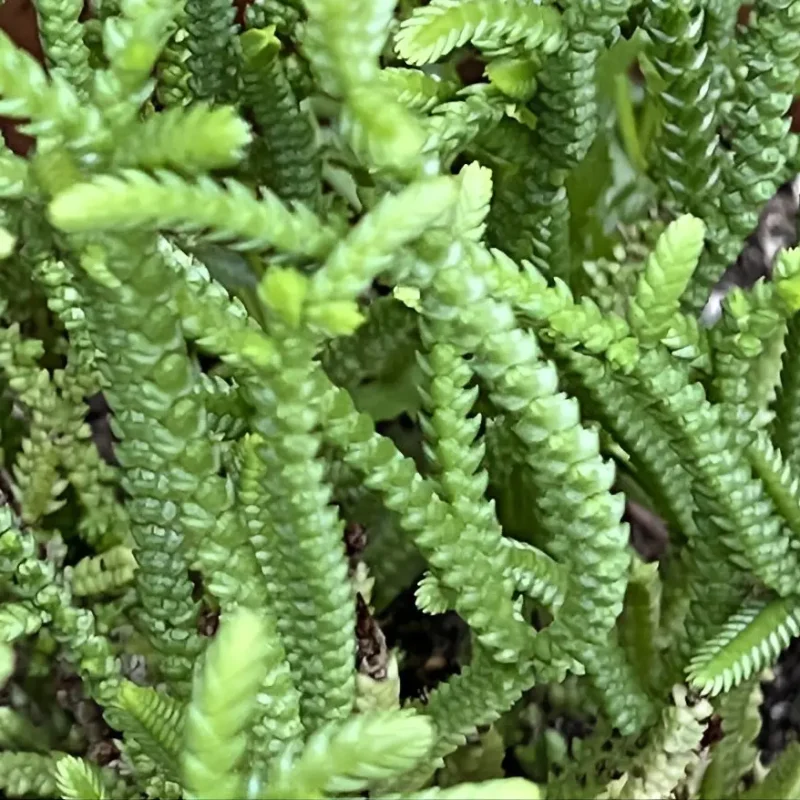 Crassula muscosa