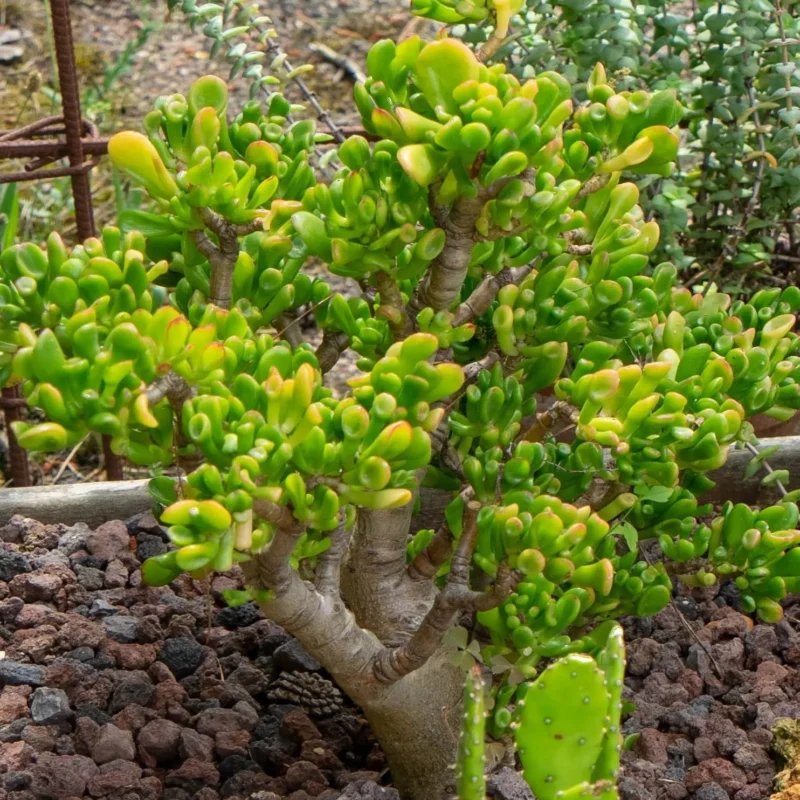 Crassula ovata &lsquo;Hobbit&rsquo;