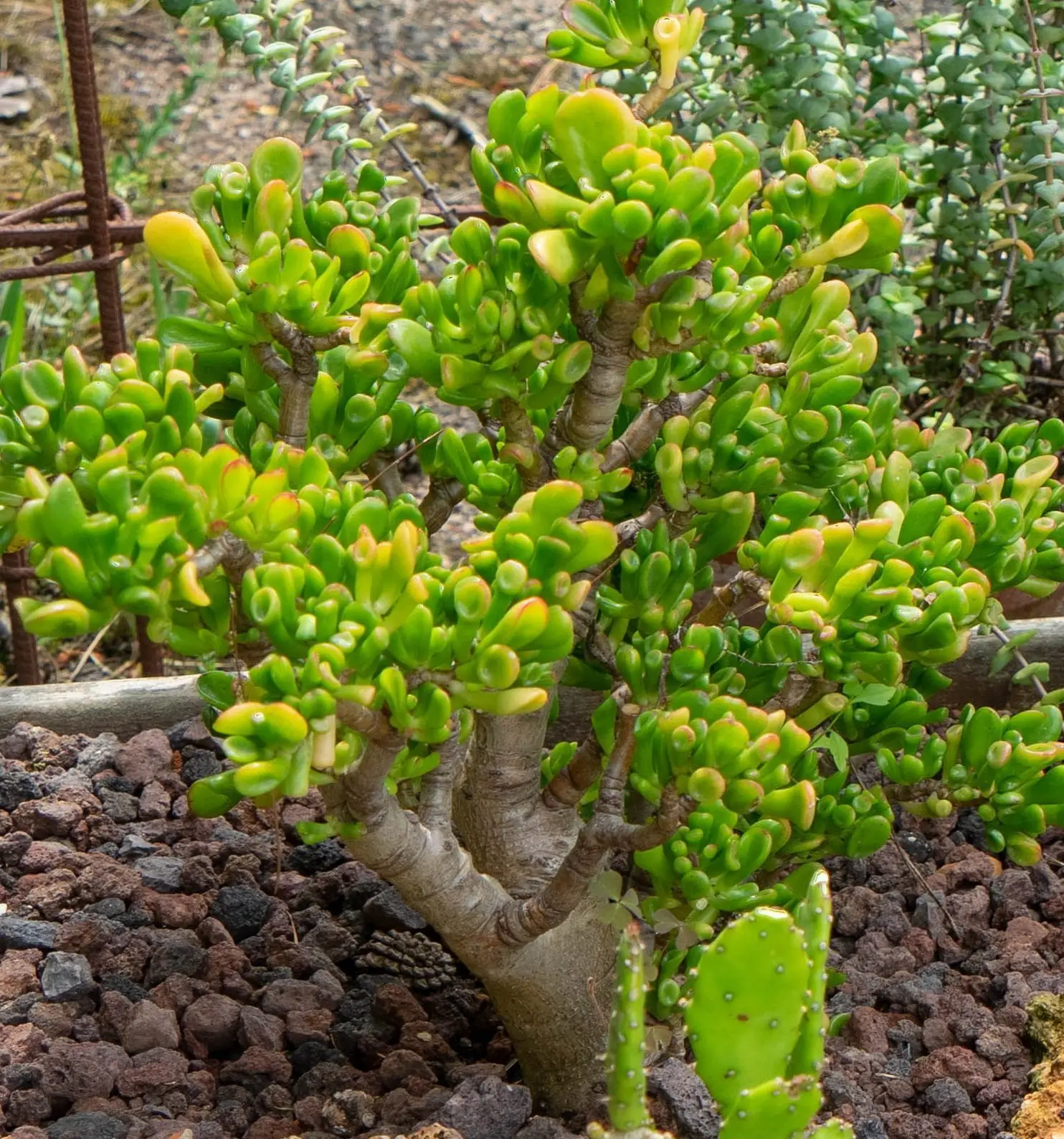 Crassula ovata 'Hobbit'
