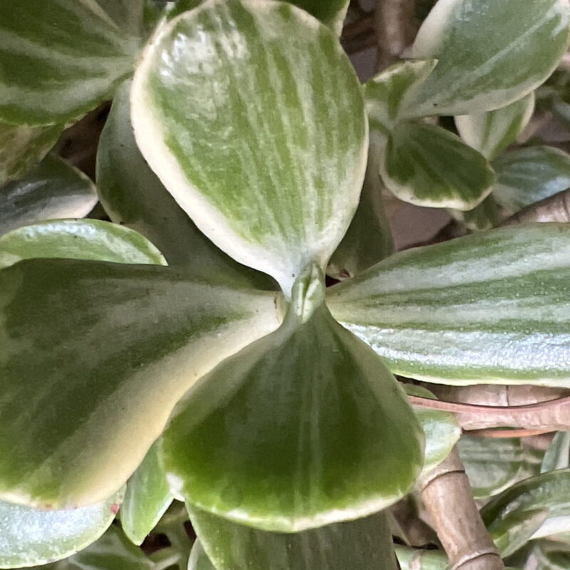Crassula ovata &lsquo;Variegata&rsquo; – Arbre de Jade panaché