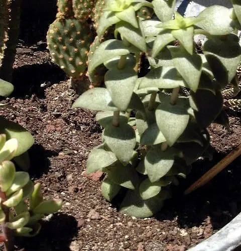 Crassula perforata