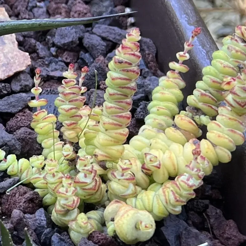Crassula rupestris
