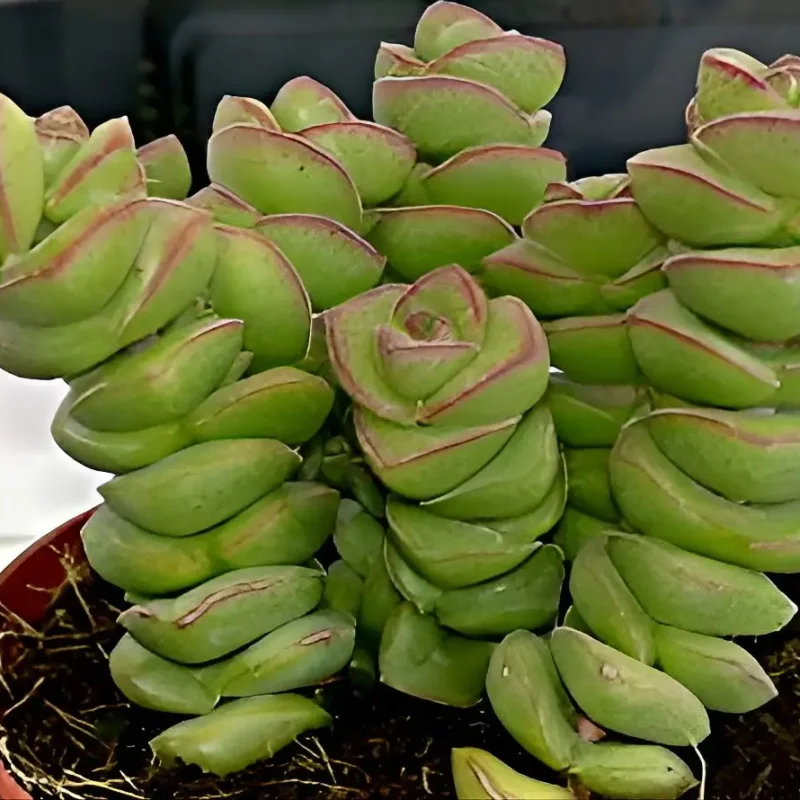 Crassula rupestris