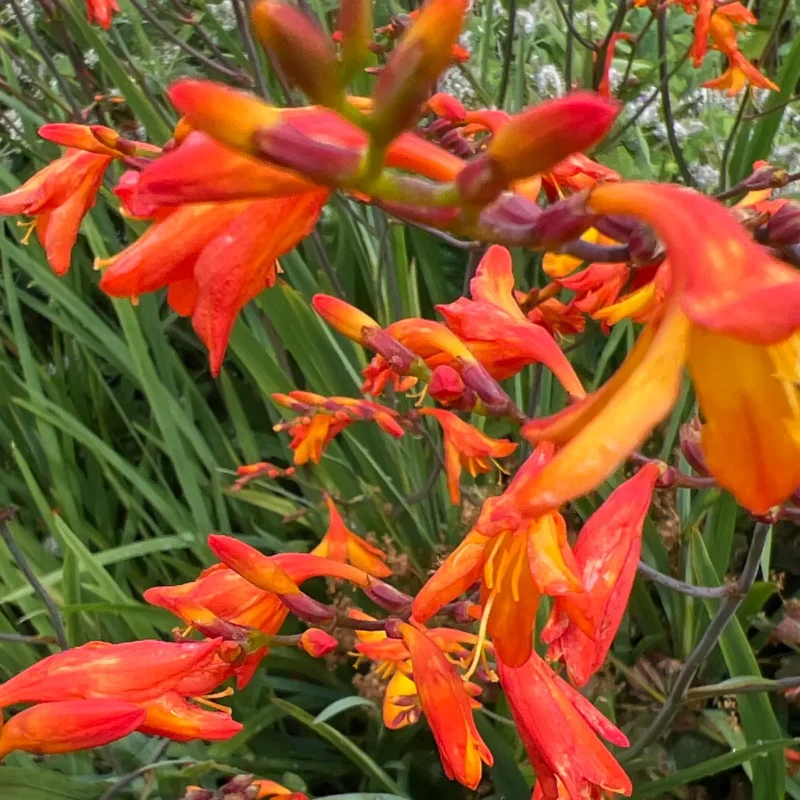 Crocosmia x crocosmiiflora
