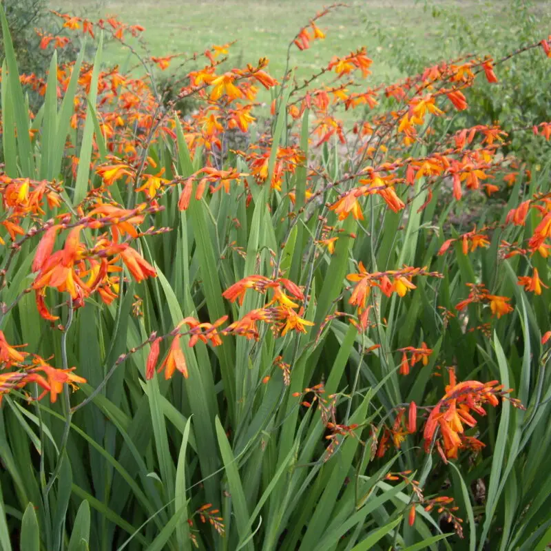 Crocosmia x crocosmiiflora