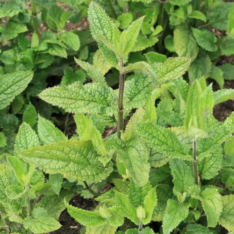 Crosne du Japon – Stachys affinis