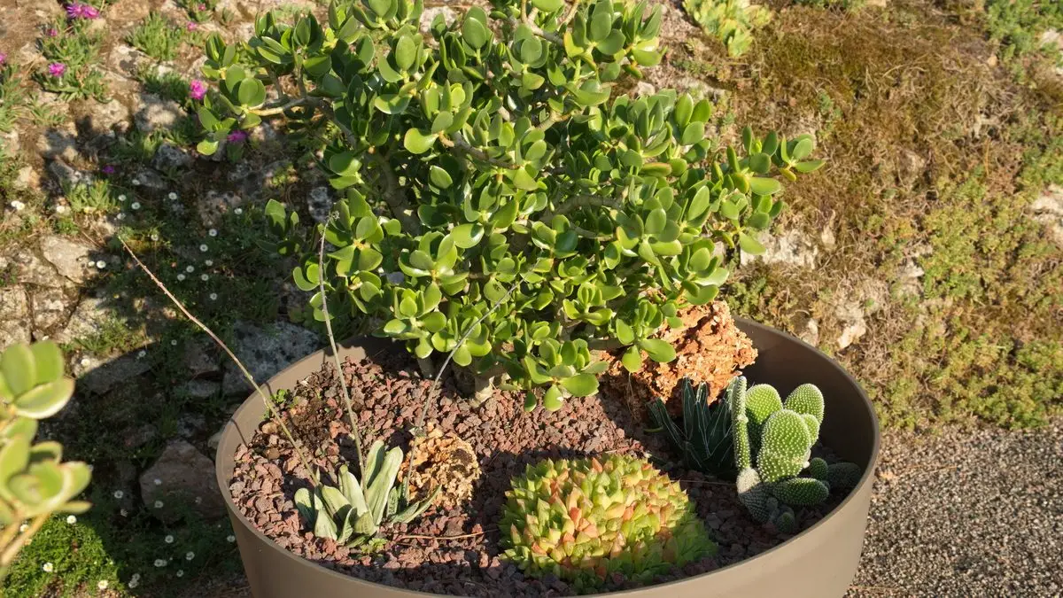 Haworthia cymbiformis
