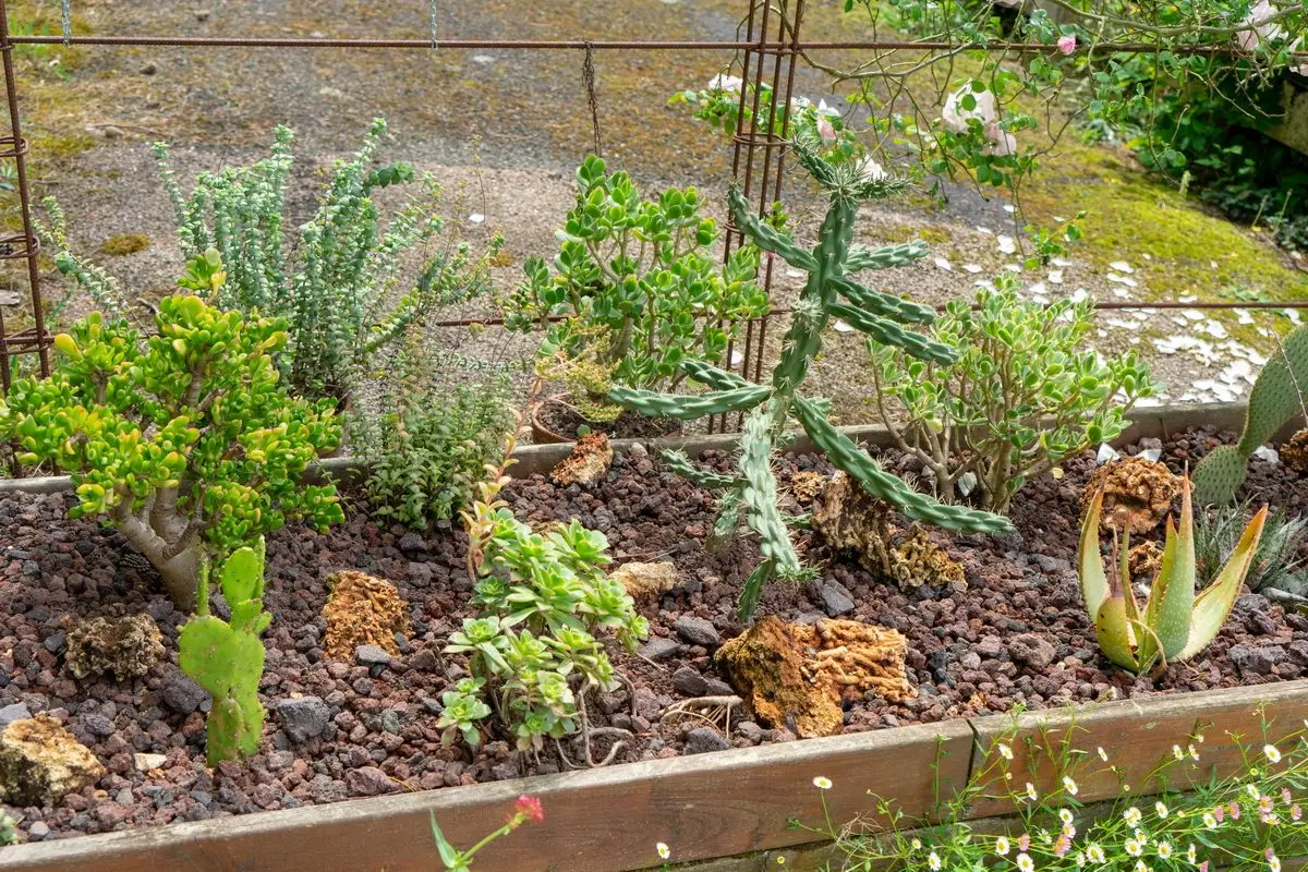 Crassula ovata 'Hobbit' parmi d'autres succulentes