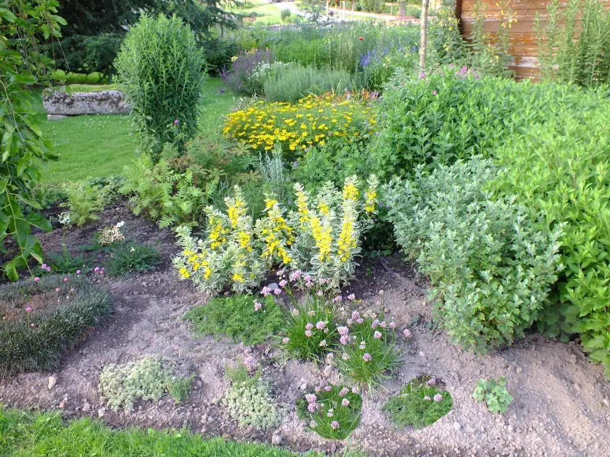 Ail des montagnes dans le Jardin Gourmand