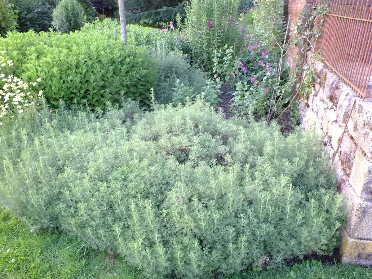 L'armoise blanche en avant-plan d'un massif