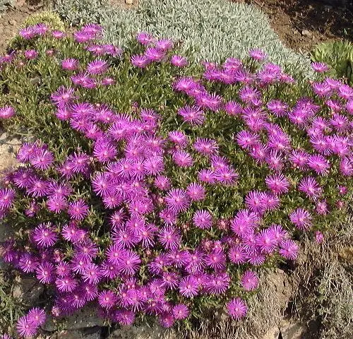 Delosperma cooperi