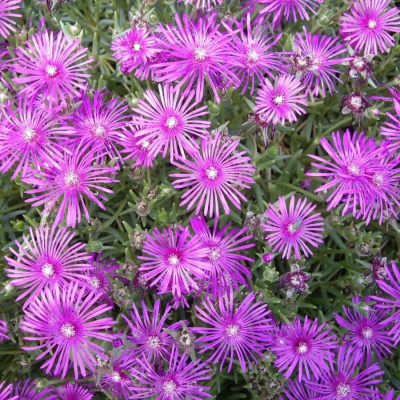 Delosperma cooperi