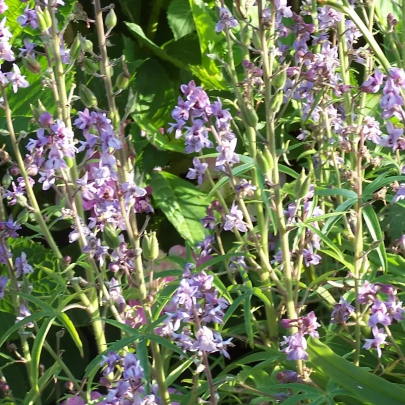 Delphinium requienii
