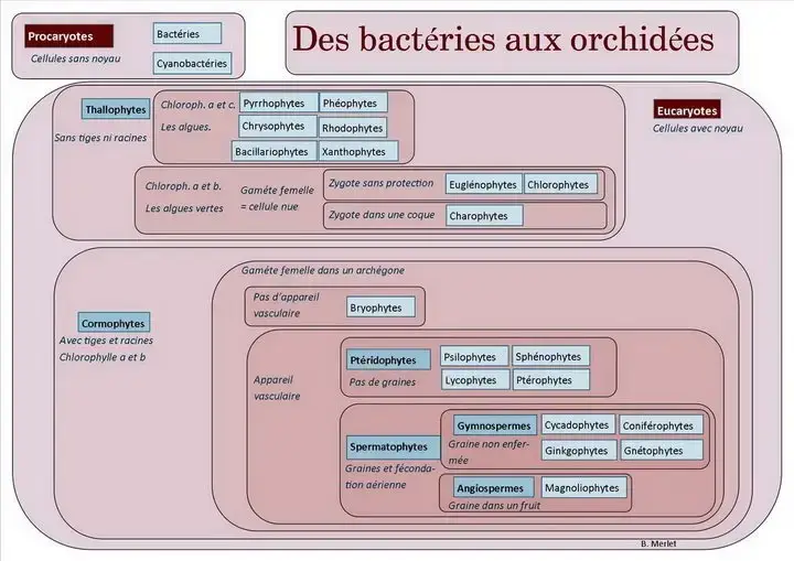 Des bactéries aux orchidées