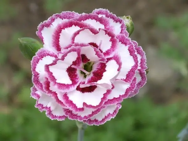 Dianthus 'Roméo'