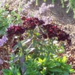 Dianthus barbatus var. nigrescens 'Sooty'