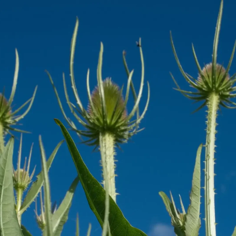 Dipsacus fullonum – Cabaret des oiseaux