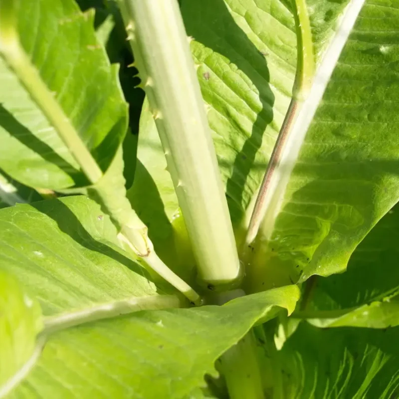 Dipsacus fullonum – Cabaret des oiseaux