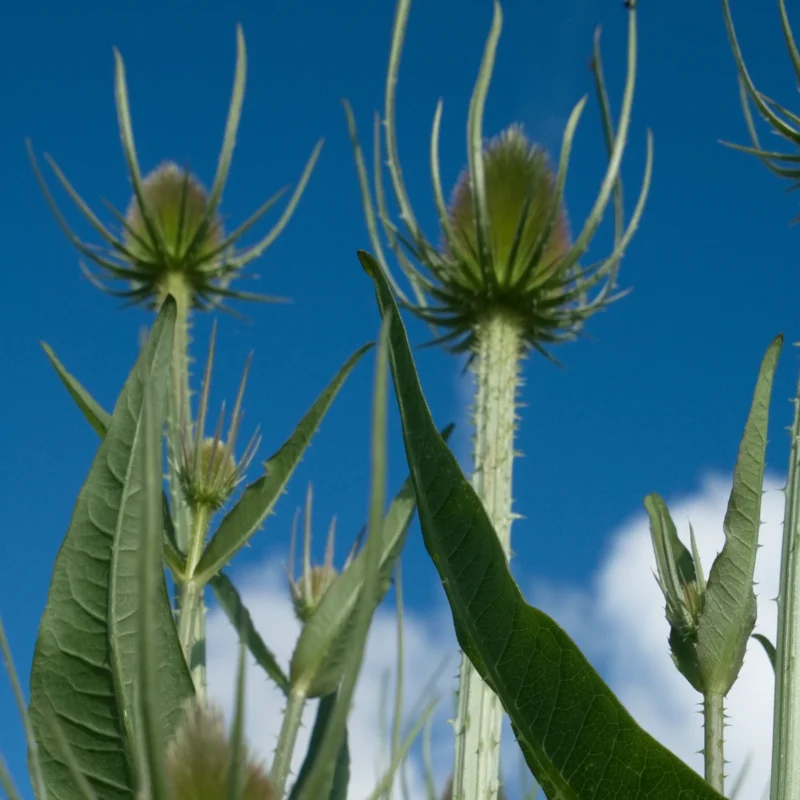 Dipsacus sativus – Cardère à foulon