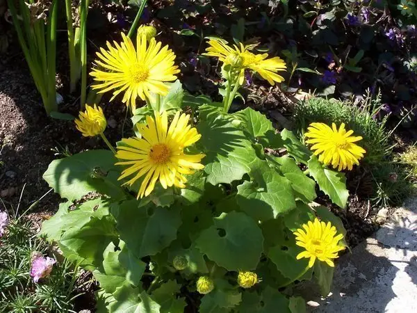 Doronicum orientale 'Little Leo'_4