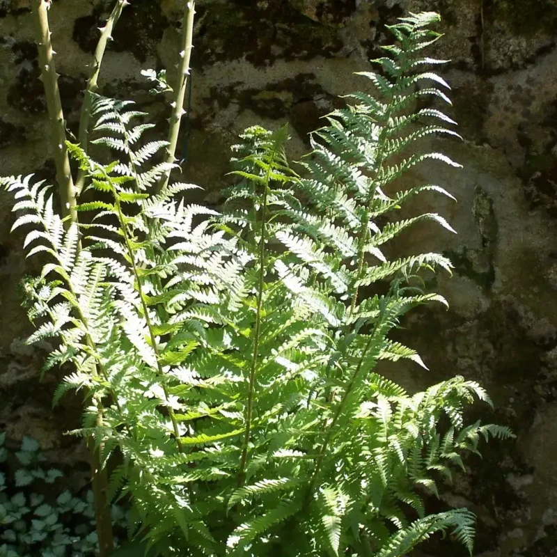 Fougère mâle – Dryopteris filix-mas