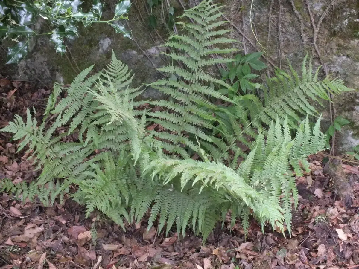 Dryopteris filix-mas