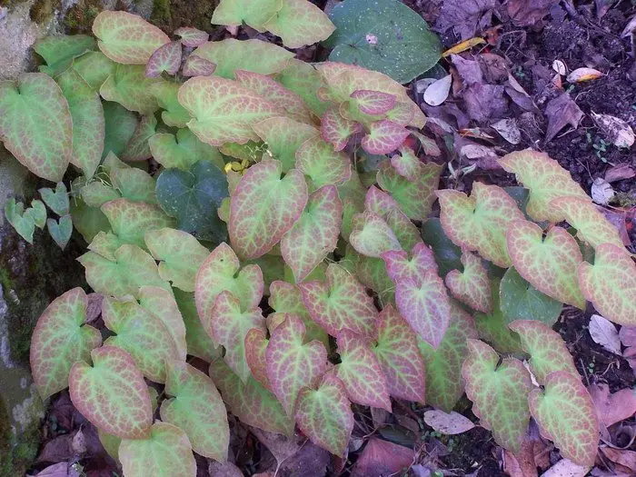 Epimedium x versicolor &lsquo;Sulphureum&rsquo;