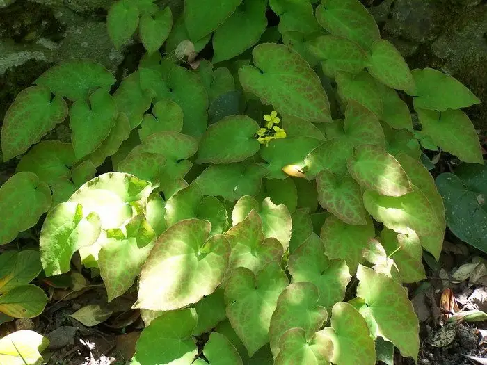 Epimedium x versicolor 'Sulphureum'