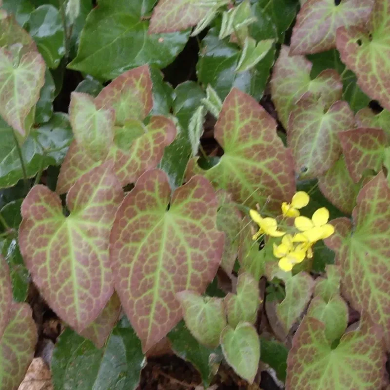 Epimedium x versicolor &lsquo;Sulphureum&rsquo;