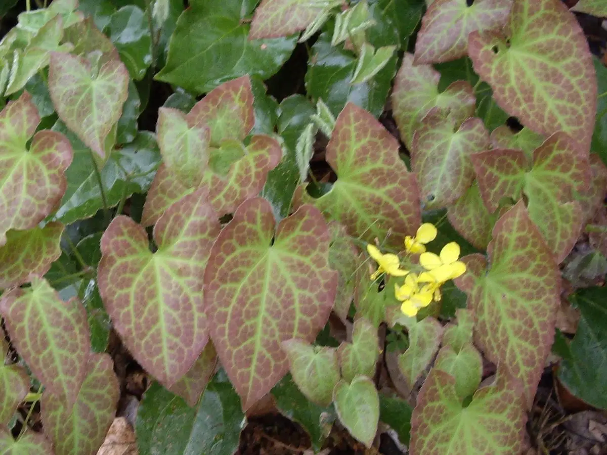 Epimedium x versicolor 'Sulphureum'_2