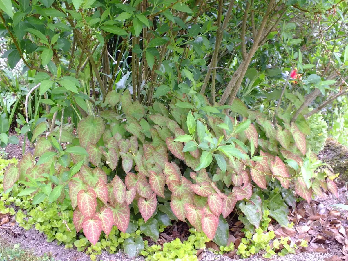 Epimedium x versicolor 'Sulphureum'