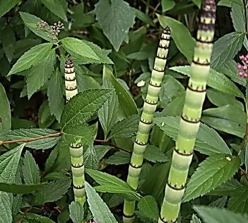 Equisetum japonicum