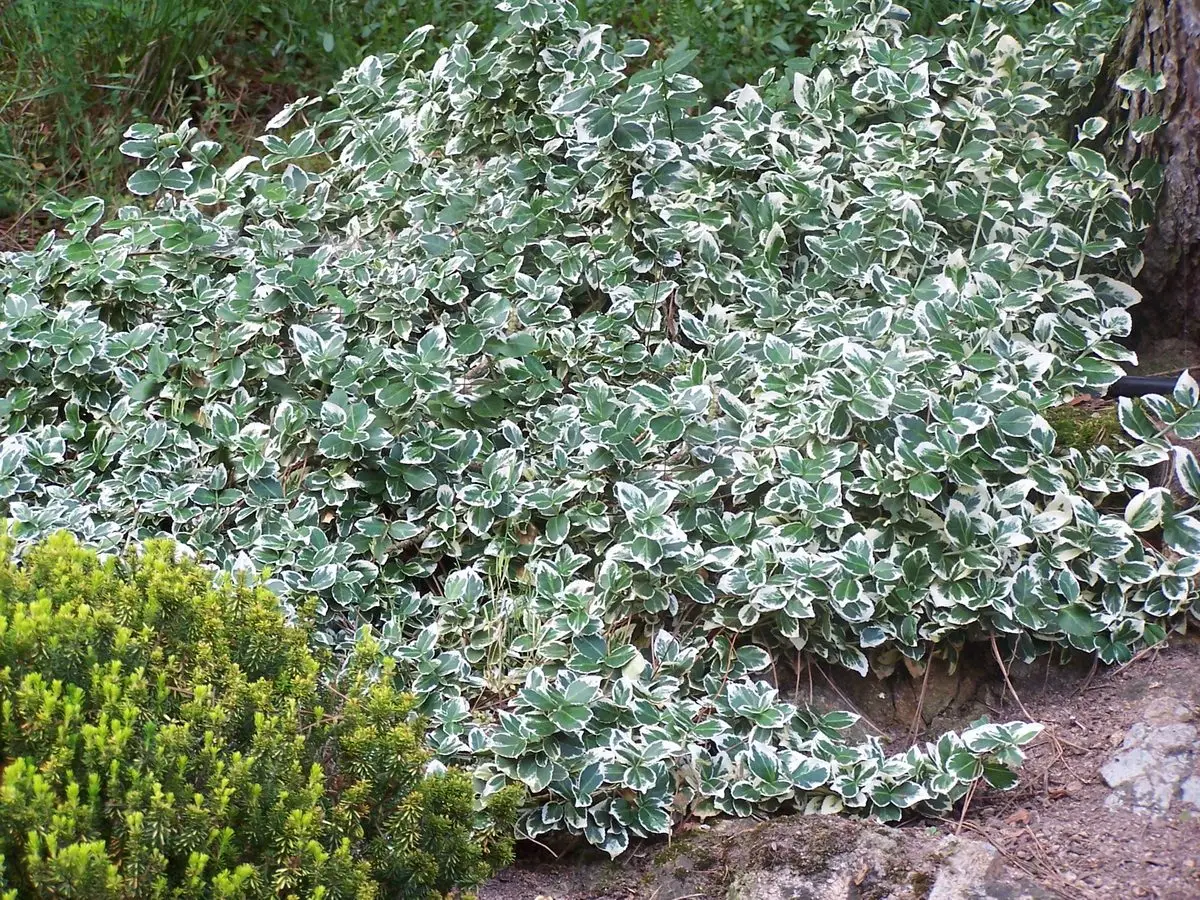 Euonymus fortunei 'Emerald Gaiety'