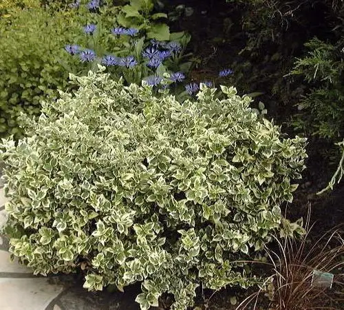 Euonymus fortunei &lsquo;Emerald Gaiety&rsquo; – Fusain de Fortune