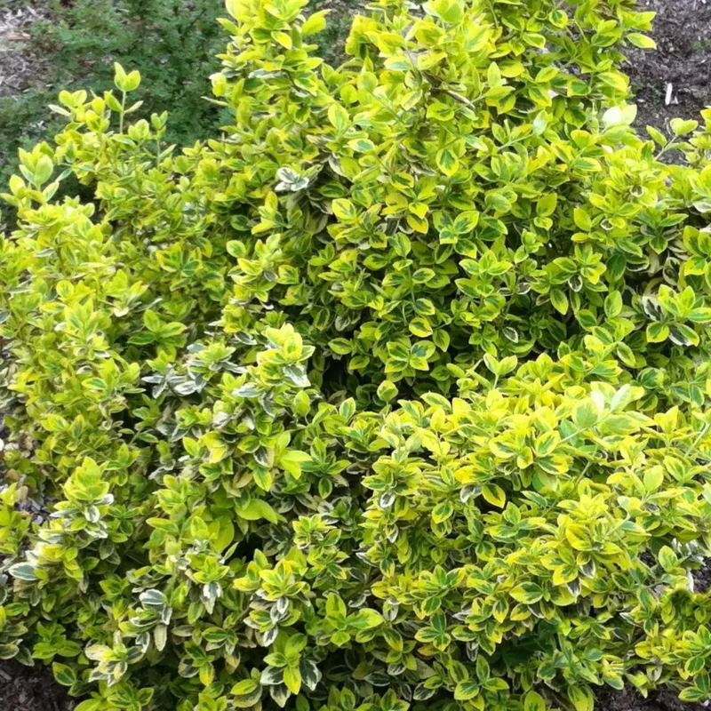 Euonymus fortunei &lsquo;Emerald Gold&rsquo; – Fusain de Fortune