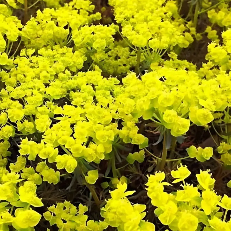 Euphorbia &lsquo;Clarice Howard&rsquo;