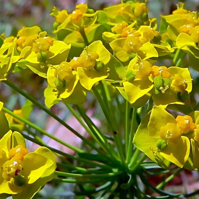 Euphorbia &lsquo;Clarice Howard&rsquo;