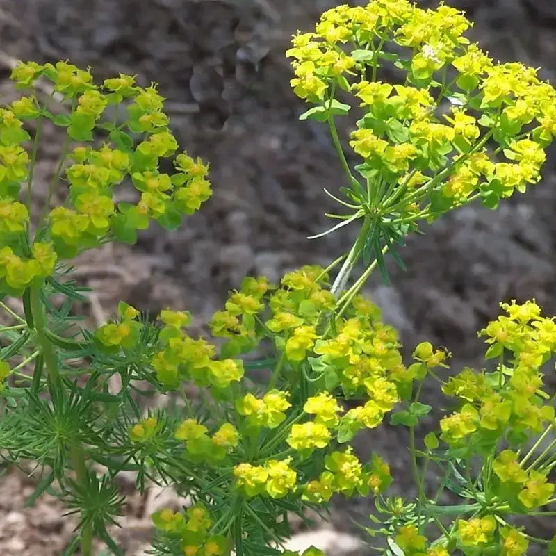 Euphorbia cyparissias – Euphorbe petit cyprès