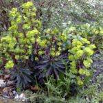 Euphorbia x martinii 'Flame'