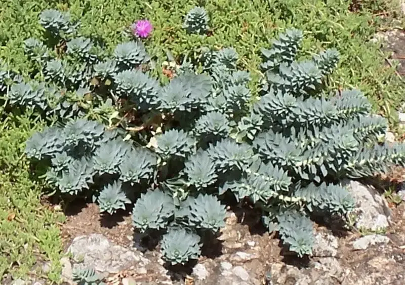 Euphorbia myrsinites – Euphorbe de Corse