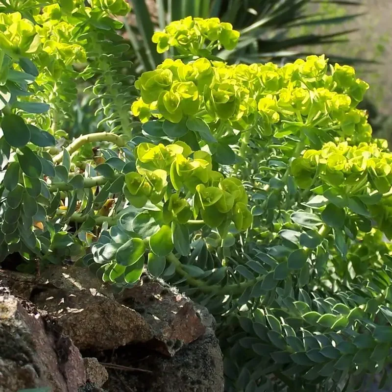 Euphorbia myrsinites – Euphorbe de Corse