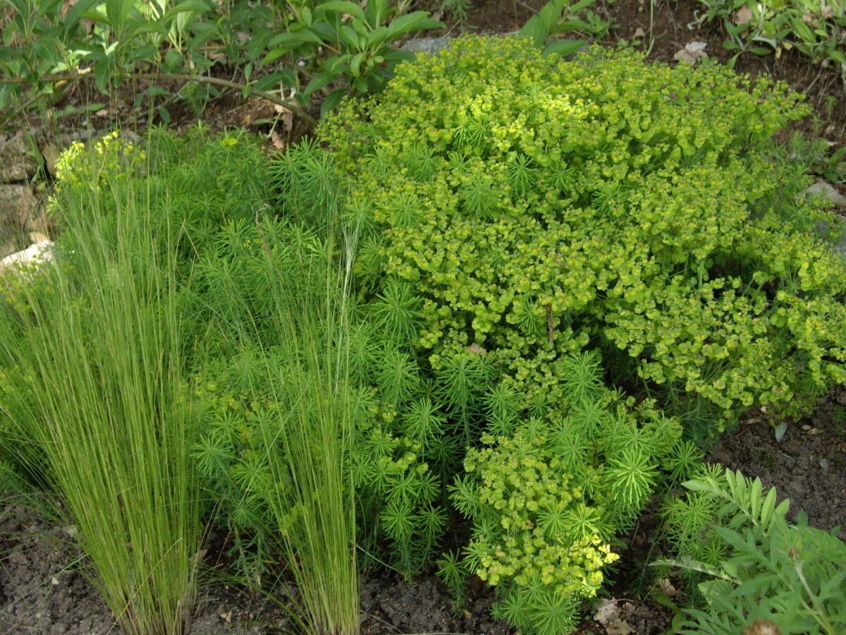 Euphorbia seguieriana ssp. niciciana