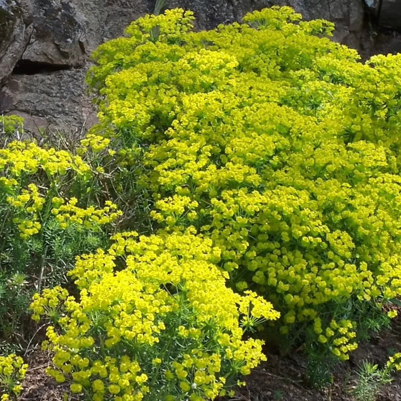 Euphorbe de Sibérie – Euphorbia niciciana