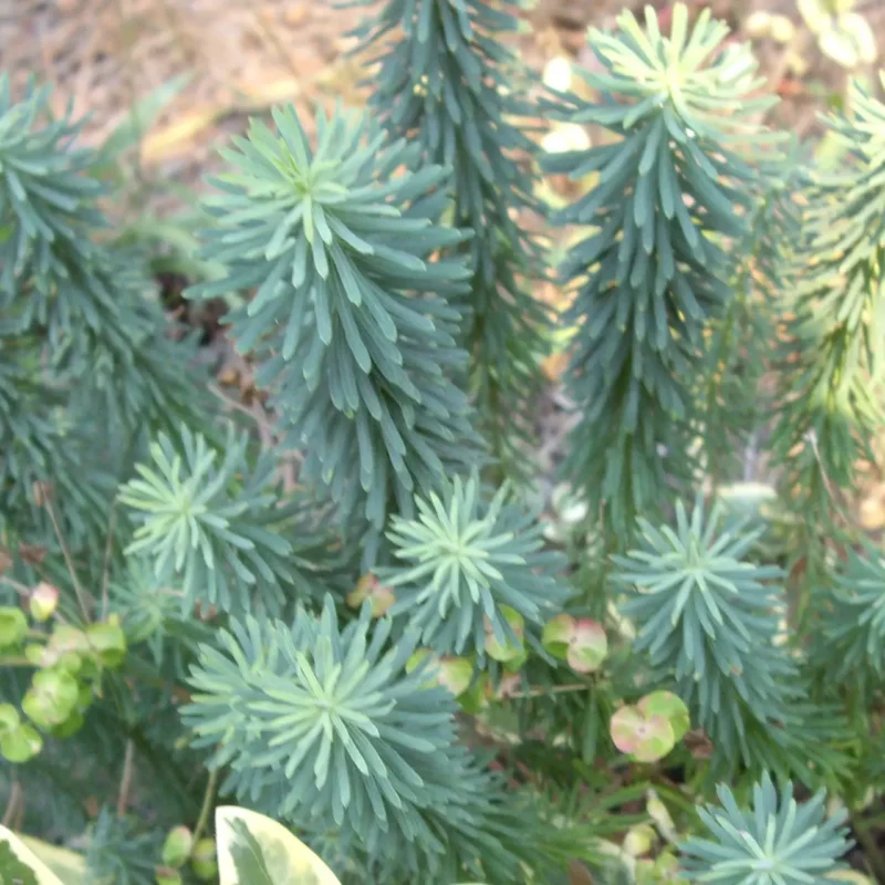 Euphorbe de Sibérie – Euphorbia niciciana