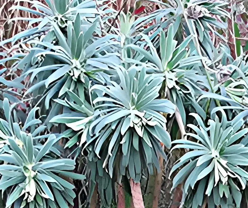 Euphorbia characias